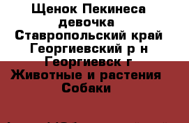 Щенок Пекинеса  девочка - Ставропольский край, Георгиевский р-н, Георгиевск г. Животные и растения » Собаки   
